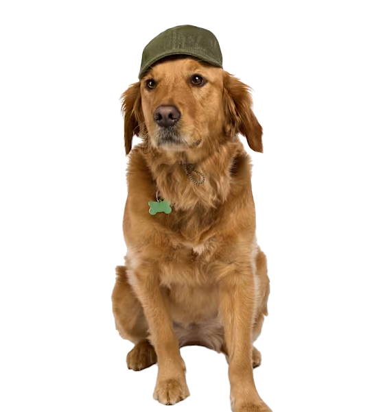 dog_green_baseball_cap