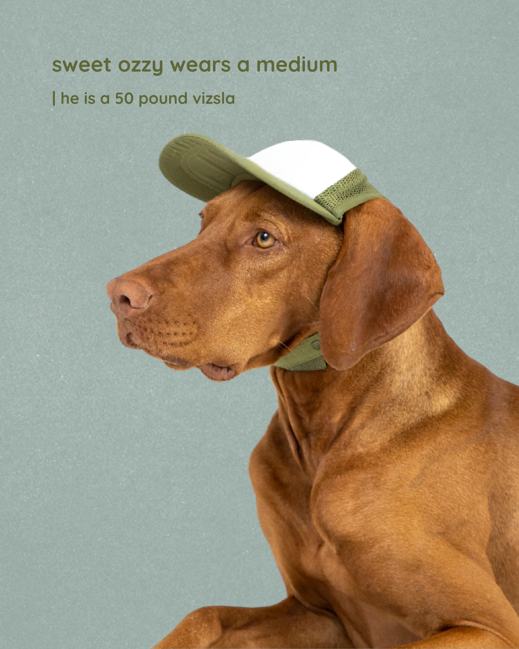 Dog_trucker_hat