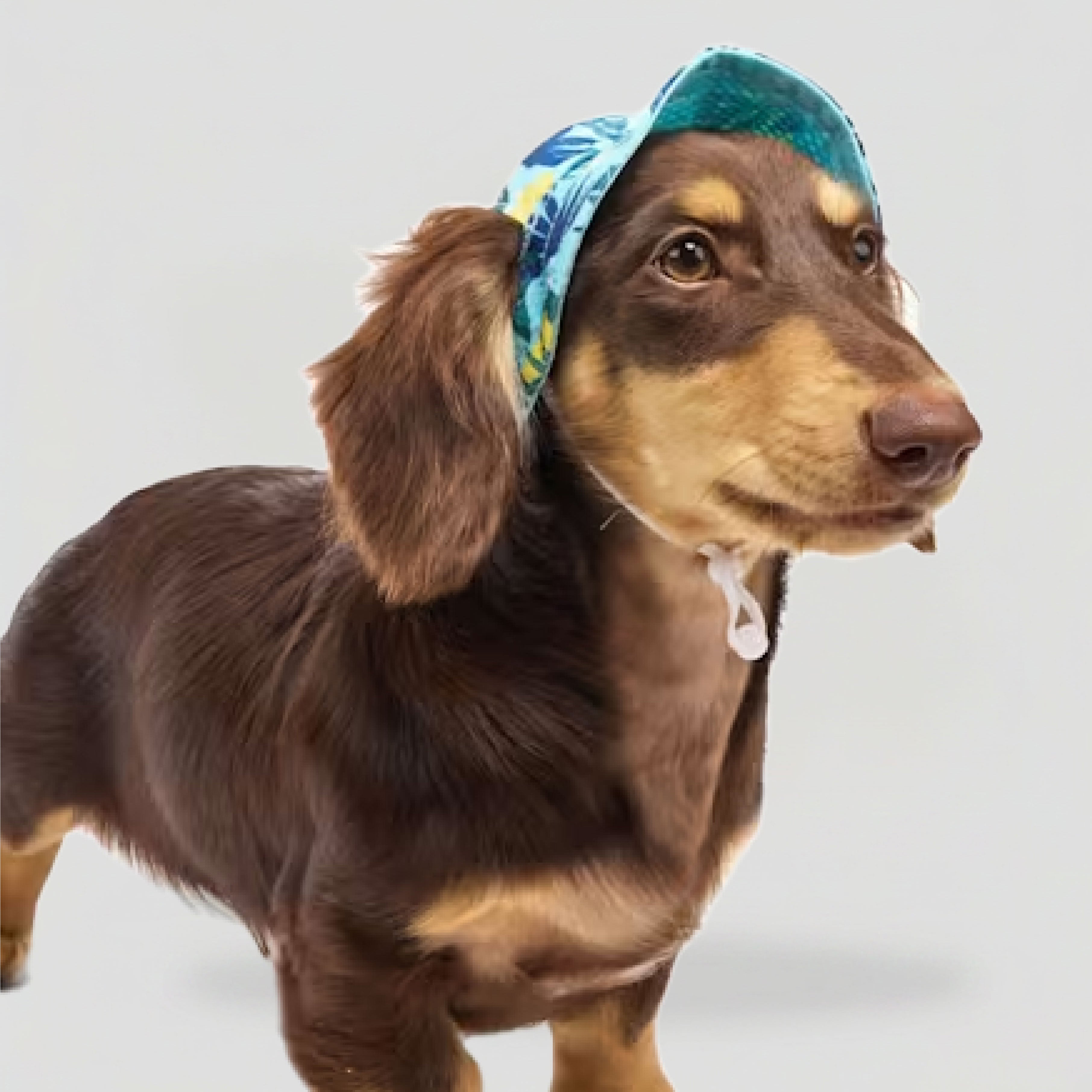 Dog_bucket_hat